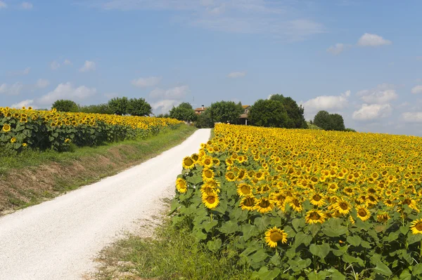 Marscher (Italien) - Country road och solrosor — Stockfoto