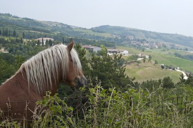 lessinia (verona, veneto, İtalya), kahverengi uzun beyaz bir at ha