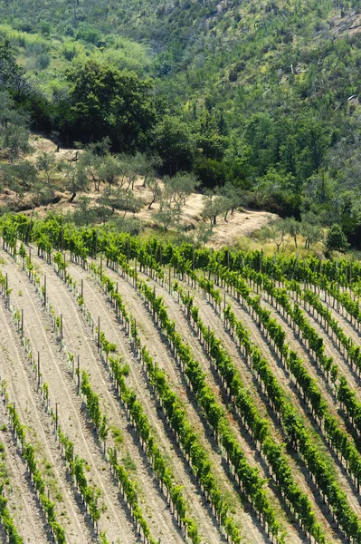 Vineyard along the Passo del Bracco — Stock Photo, Image