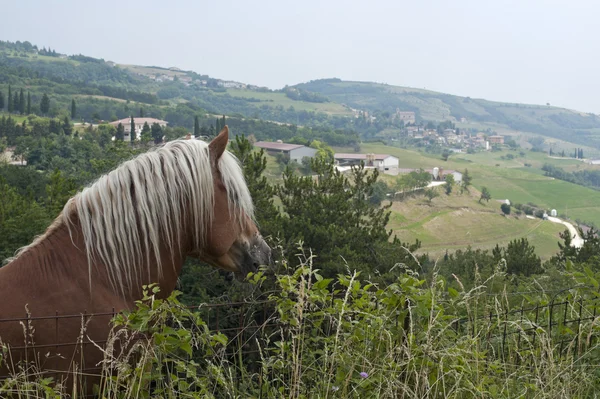 stock image Lessinia (Verona, Veneto, italy), brown horse with long white ha