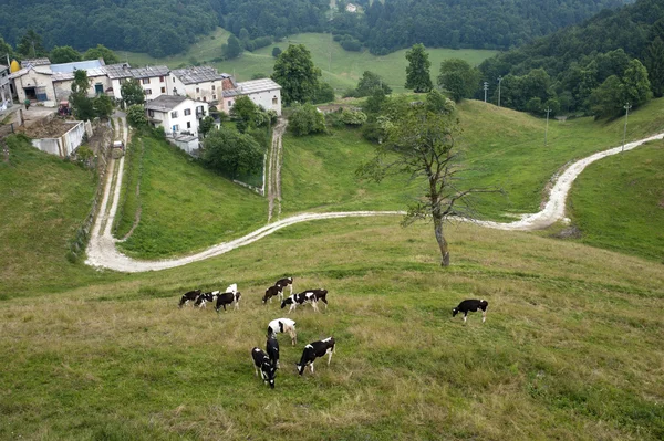 stock image Lessinia (Verona, Veneto, italy), landscape: village and cows at