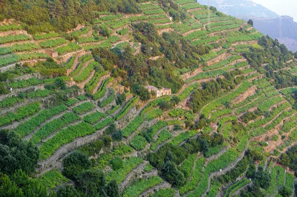 stock image Cinqueterre