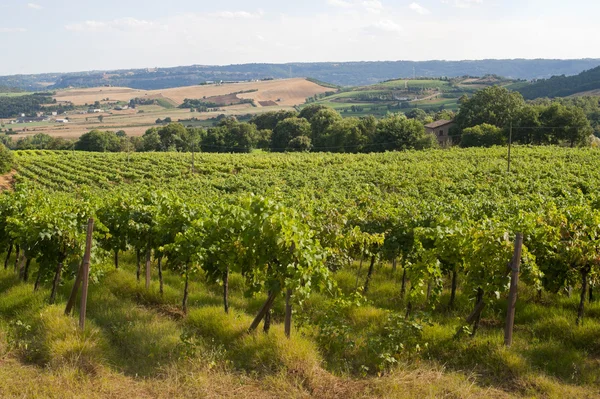 夏、ウンブリアとトスカーナの間にブドウ園の風景します。 — ストック写真