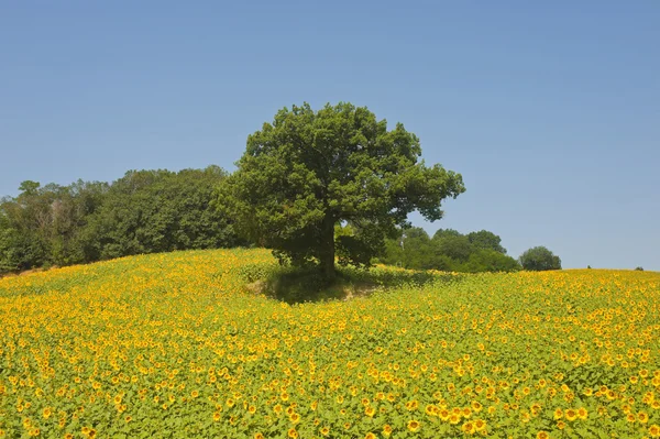 Montefeltro (Marcas, Italia), paisaje en verano: árbol y sonf —  Fotos de Stock