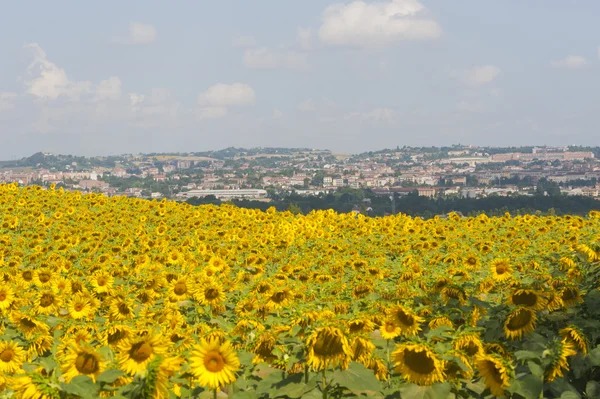 Панорама Еси (Анкона, Марши, Италия) и поле подсолнухов — стоковое фото