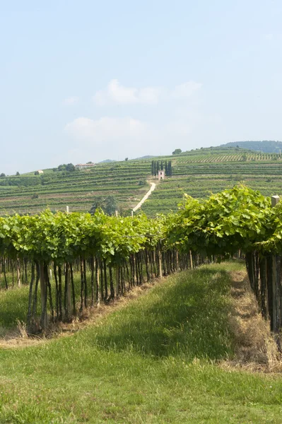 Lessinia (Verona, Véneto, Italia), viñedos cerca de Soave en verano — Foto de Stock