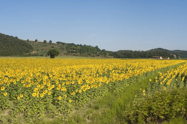 Landschaft mit Sonnenblumen in der Toskana (siena) — Stockfoto