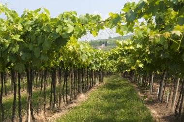 lessinia (verona, veneto, İtalya), üzüm bağları yakınındaki soave, yaz