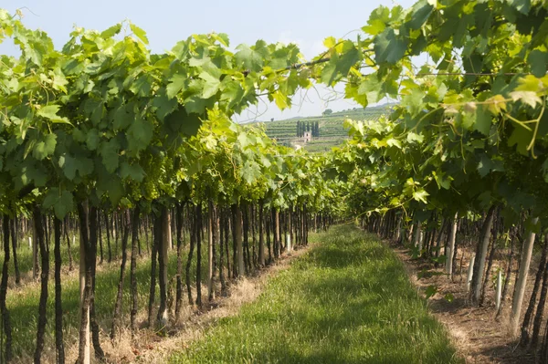 Lessinia (Verona, Veneto, Italien), vinmarker nær Soave om sommeren - Stock-foto