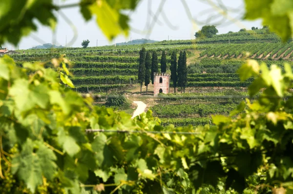 Lessinia (verona, regionen veneto i Italien), vingårdar nära soave på sommaren — Stockfoto
