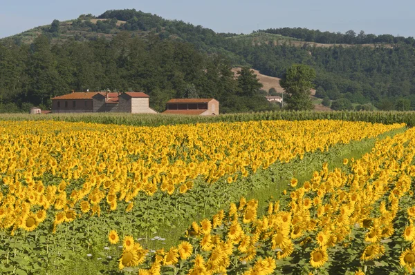 景观与向日葵在托斯卡纳 (锡耶纳) — 图库照片