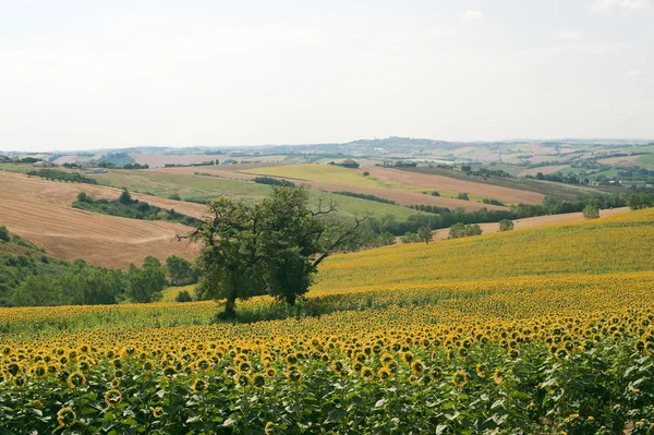 Märsche (Italien) - Landschaft im Sommer mit Sonnenblumen — Stockfoto