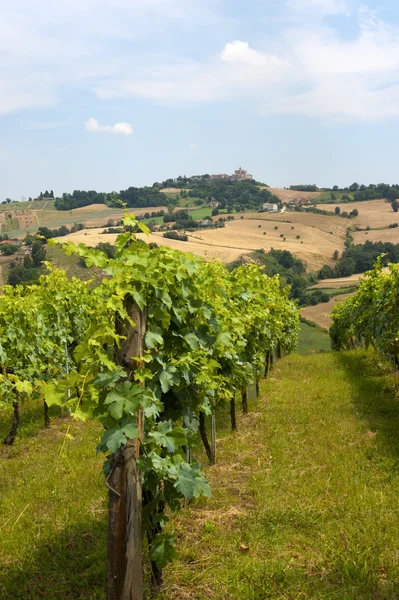 Marches (Italia) - Paisaje en verano: viñedos —  Fotos de Stock