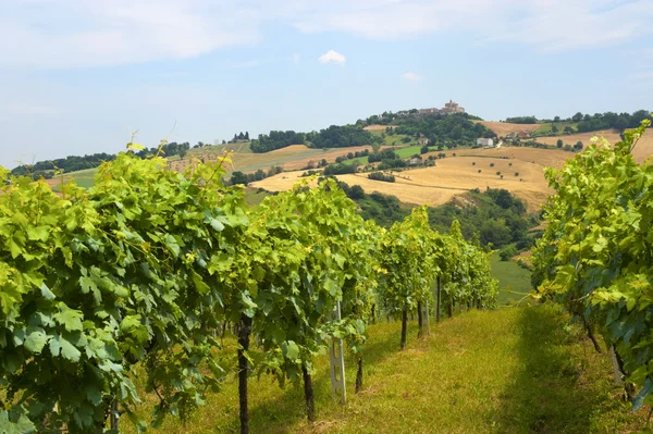 Marches (Italia) - Paisaje en verano: viñedos — Foto de Stock