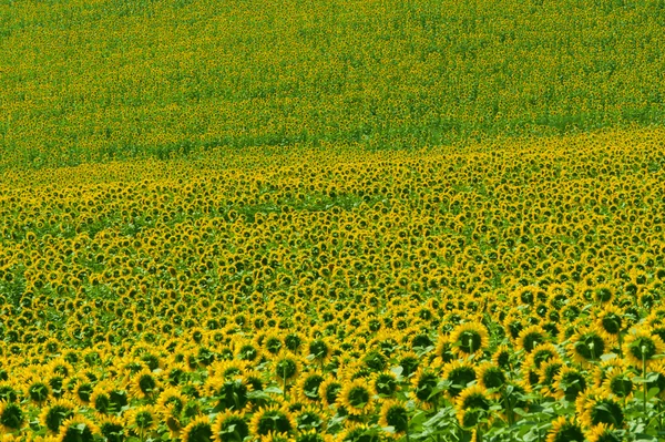 Marscher (Italien) - fält av solrosor nära Jesi (Ancona) — Stockfoto