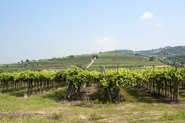 Lessinia (Werona, veneto, Włochy), winnice w pobliżu soave na lato — Zdjęcie stockowe