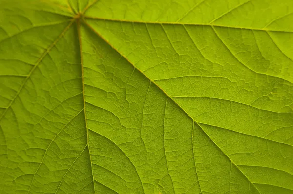 stock image Green Leaf