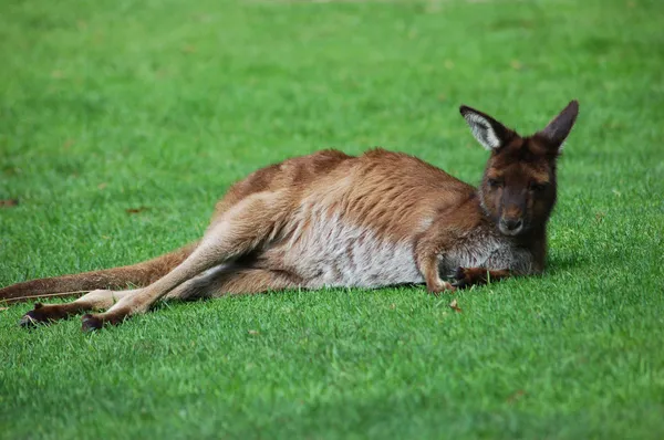 stock image Wild Kangaroo