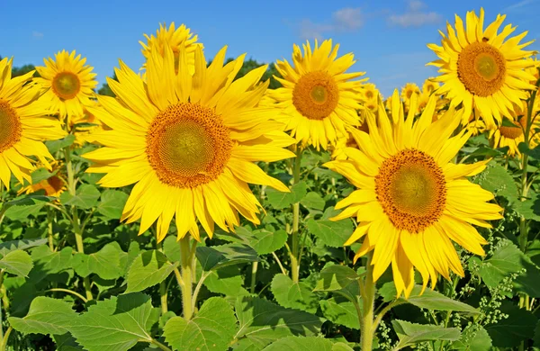 Sonnenblume — Stock fotografie