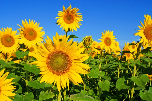 Sonnenblume — Stock fotografie