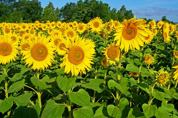 Sonnenblume — Stock Photo, Image