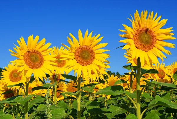 Sonnenblume —  Fotos de Stock
