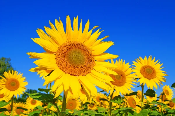Sonnenblume — Foto Stock