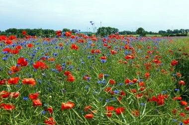 Blumenwiese