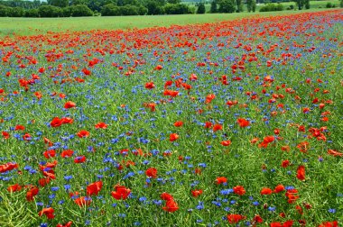 Blumenwiese