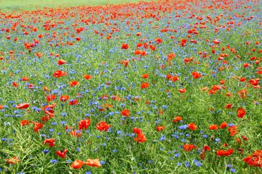 Blumenwiese