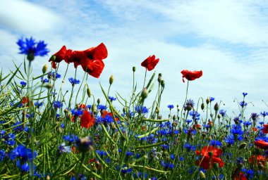 Blumenwiese