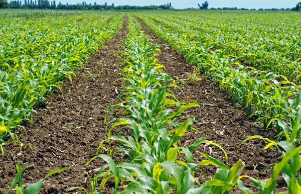 Corn field — Stockfoto