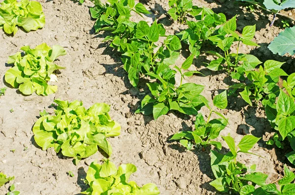 Salatpflanze — Fotografia de Stock