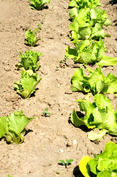 Salatpflanze —  Fotos de Stock