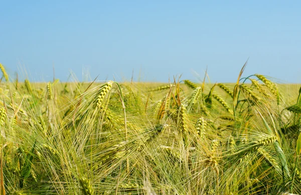 Getreide. — Fotografia de Stock