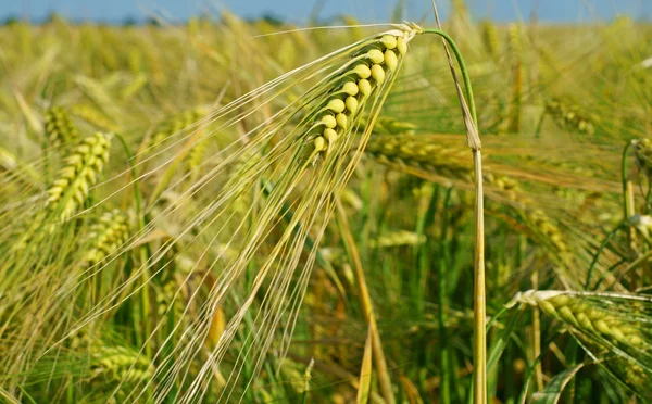 Getreide. — Fotografia de Stock