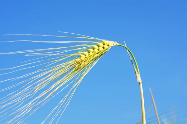 Getreide — Foto de Stock