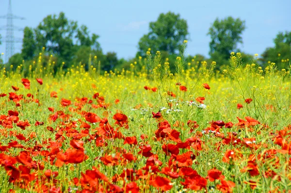 Flower field — Stockfoto