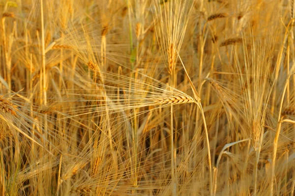 Getreide — Stock fotografie