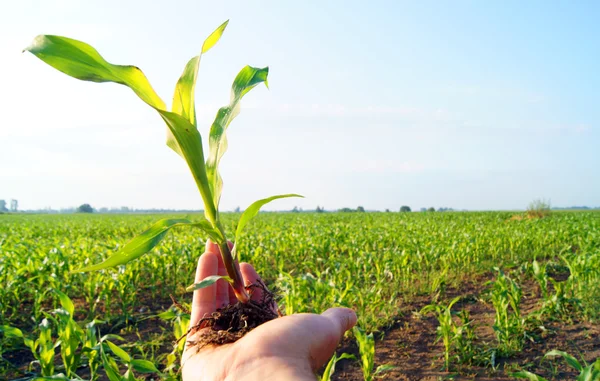 Corn field — Stockfoto