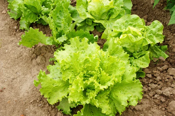 Salatpflanze — 图库照片