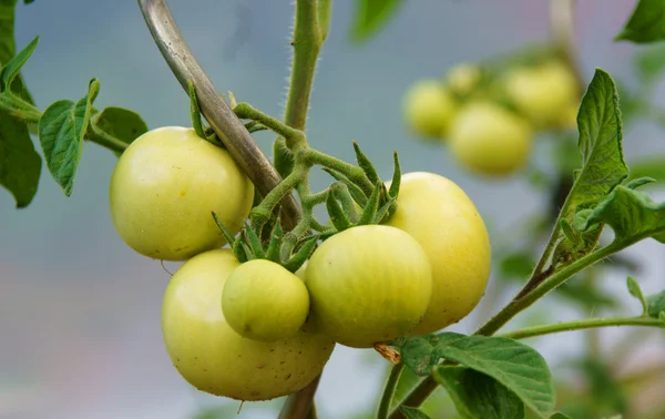 Tomatenpflanze — Stok fotoğraf