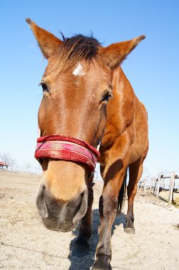 Pferd und Pferdesport