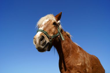 Pferd und Pferdesport