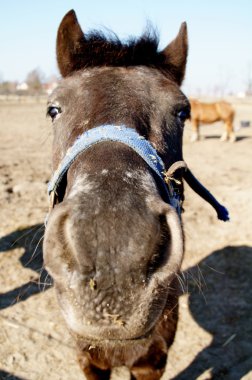 Pferd und Pferdesport