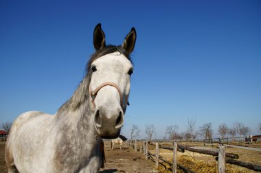 Pferd und Pferdesport