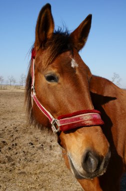 Pferd und Pferdesport