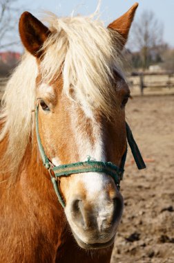 Pferd und Pferdesport