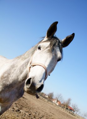 Pferd und Pferdesport