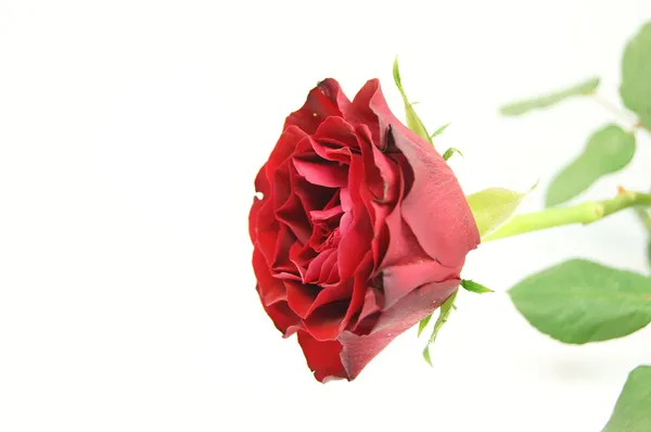 Rote τριαντάφυλλο — Φωτογραφία Αρχείου